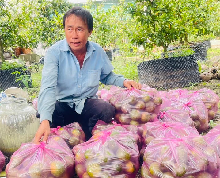 Cam sành rớt giá mạnh, nông dân Vĩnh Long lo Tết buồn