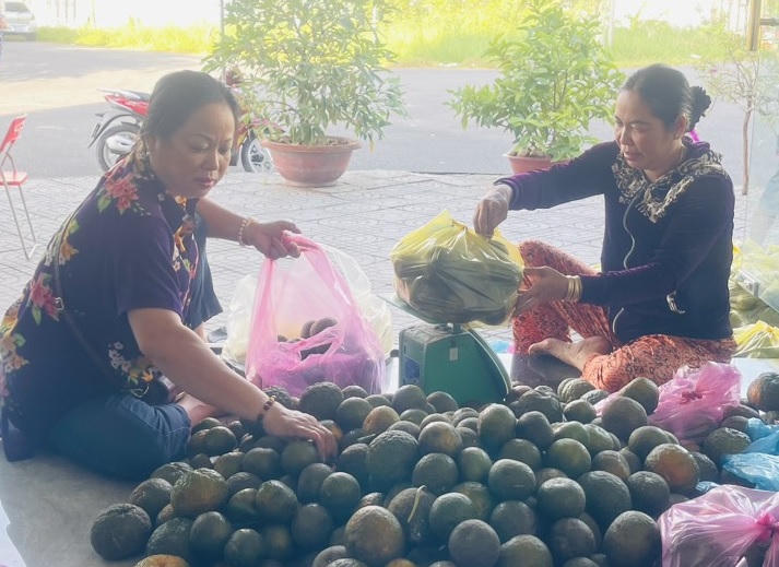 Cam sành rớt giá mạnh, nông dân Vĩnh Long lo Tết buồn