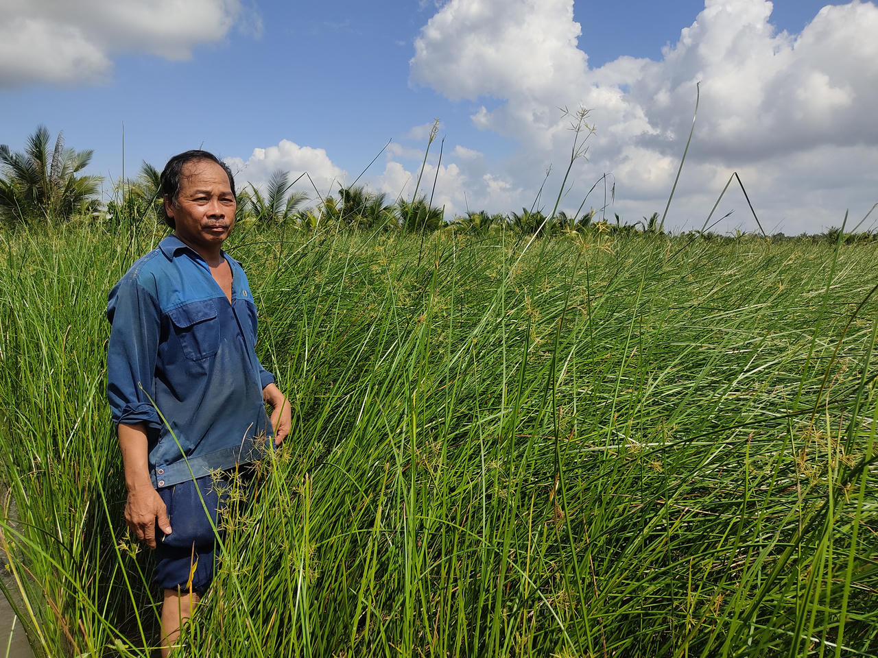 Nông dân Trà Vinh khấm khá nhờ bám trụ cây lác