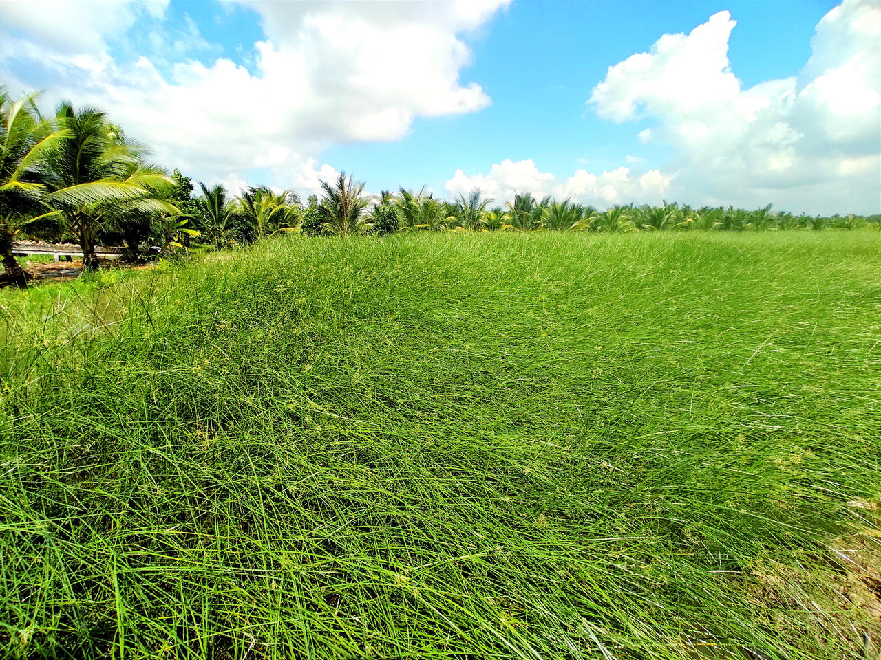 Nông dân Trà Vinh khấm khá nhờ bám trụ cây lác