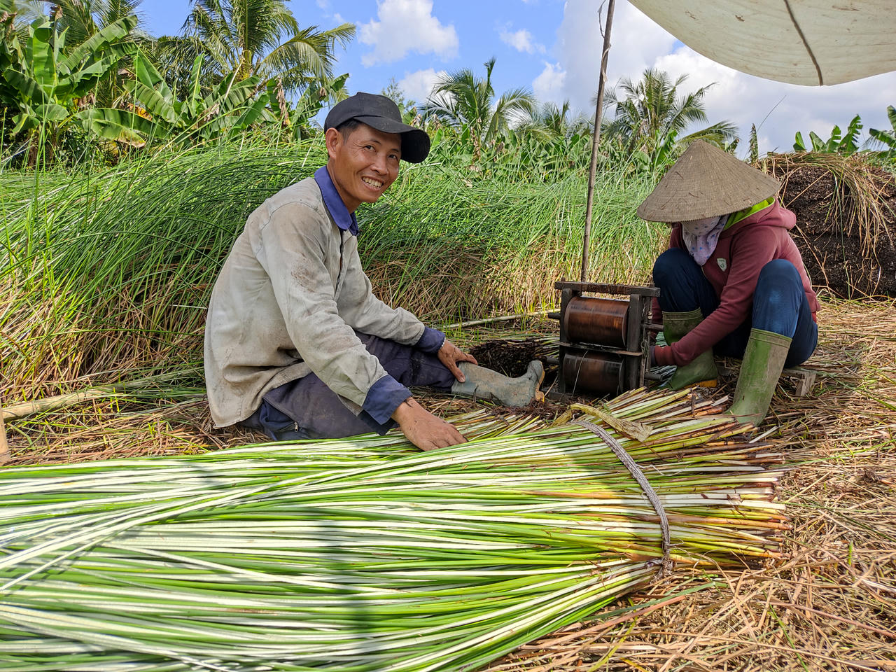Nông dân Trà Vinh khấm khá nhờ bám trụ cây lác
