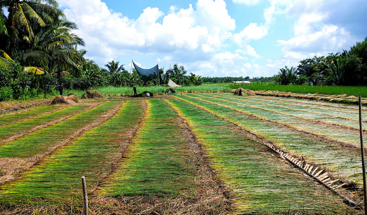 Nông dân Trà Vinh khấm khá nhờ bám trụ cây lác