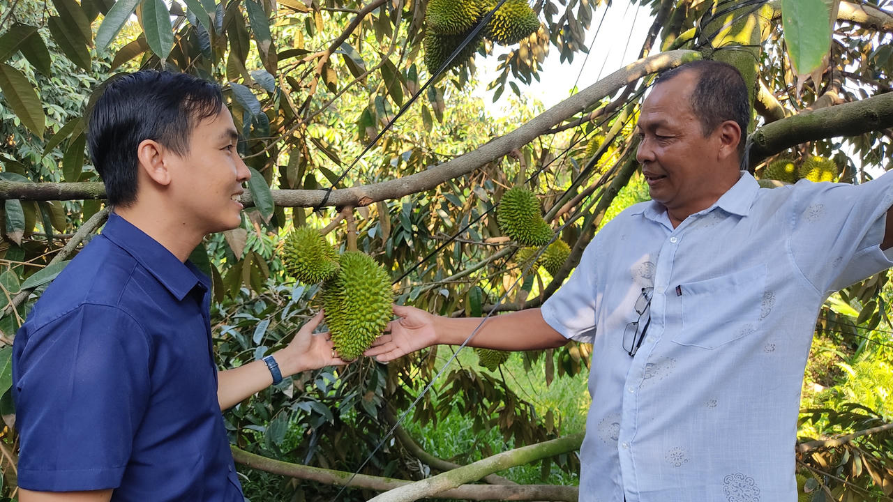 Xây dựng mã số vùng trồng, 'tấm vé' xuất ngoại cho sầu riêng Vĩnh Long