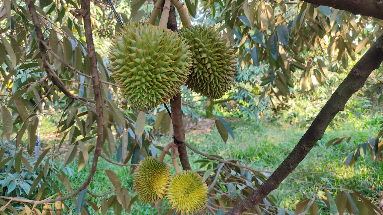 Xây dựng mã số vùng trồng, 'tấm vé' xuất ngoại cho sầu riêng Vĩnh Long