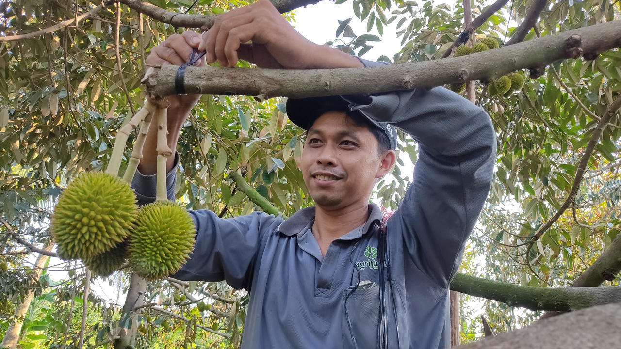 Xây dựng mã số vùng trồng, 'tấm vé' xuất ngoại cho sầu riêng Vĩnh Long