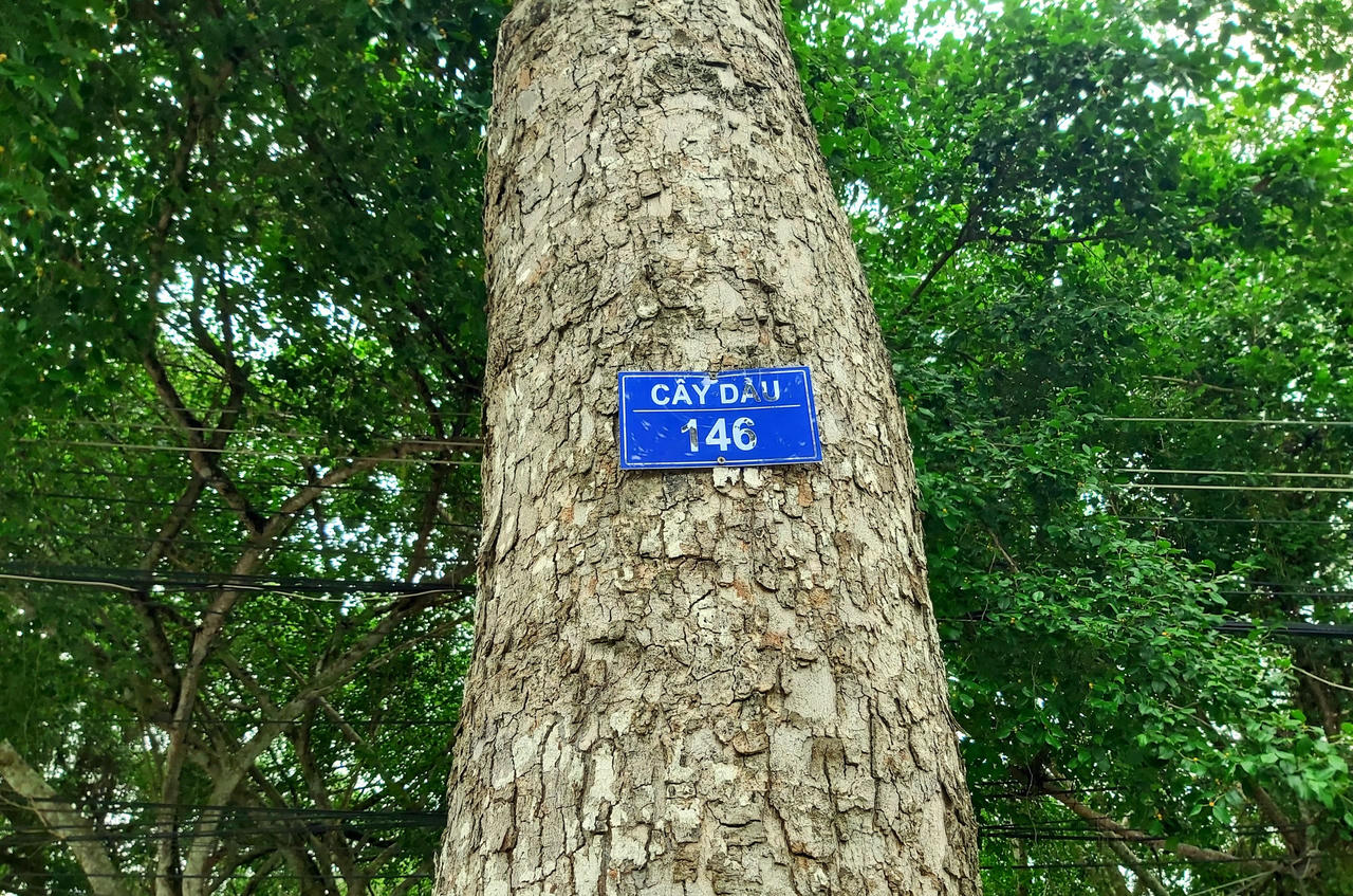 Trà Vinh: Thành phố xanh mát giữa dòng chảy hiện đại