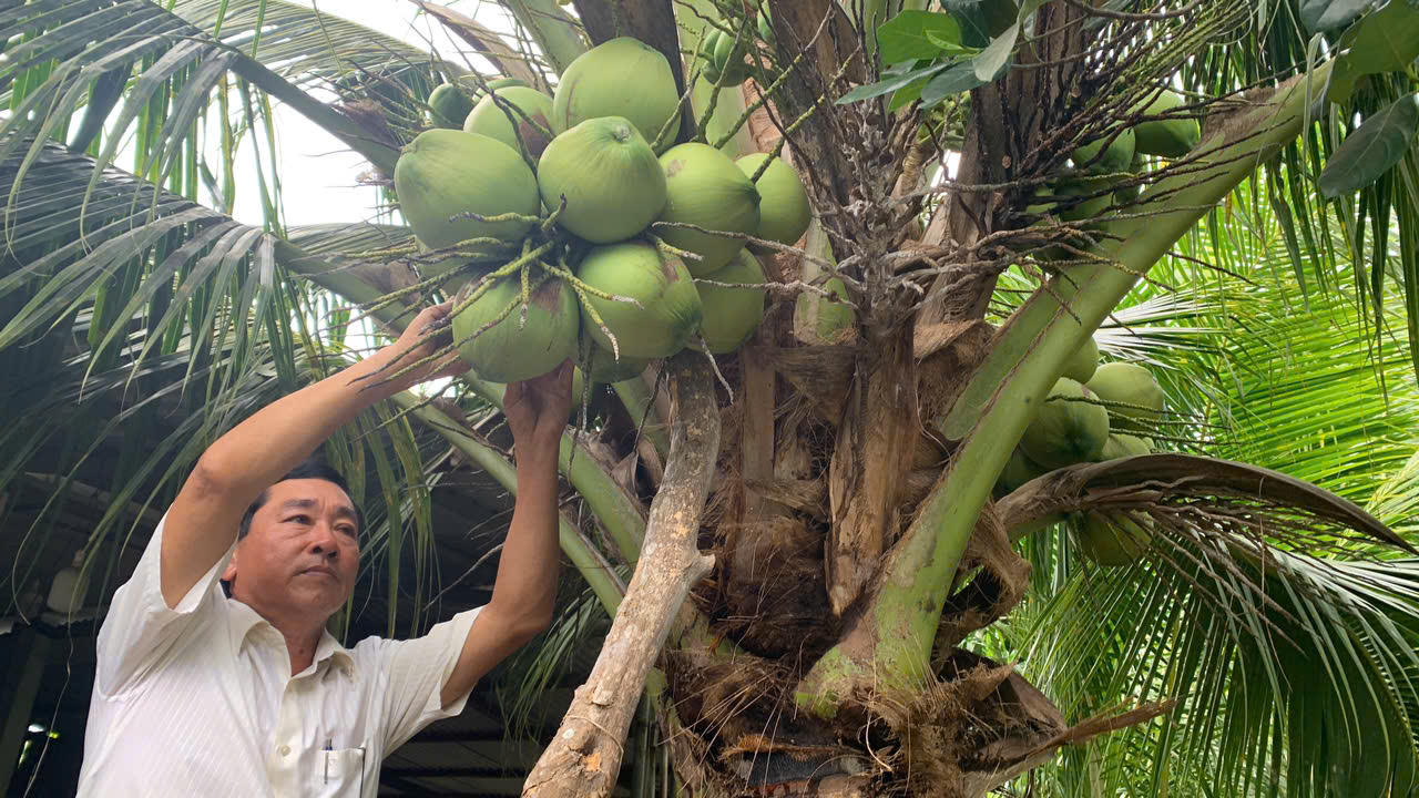 Nhiều tiềm năng và dư địa từ trái dừa sáp Trà Vinh