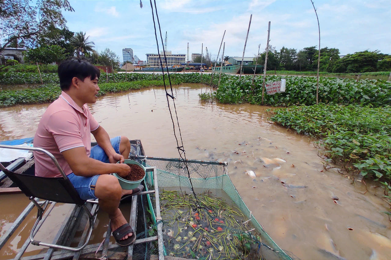  Người đàn ông bỏ tiền túi nuôi hàng nghìn con cá sông