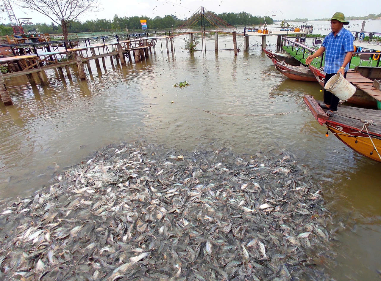 Người đàn ông miền Tây tự bỏ tiền túi nuôi chục tấn cá sông