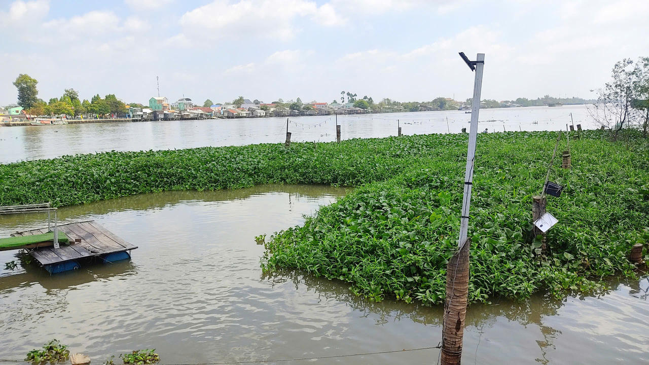 Người đàn ông miền Tây tự bỏ tiền túi nuôi chục tấn cá sông