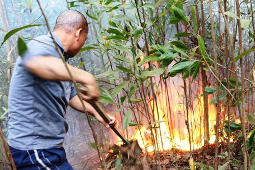 Hải Phòng: Cháy rừng dữ dội