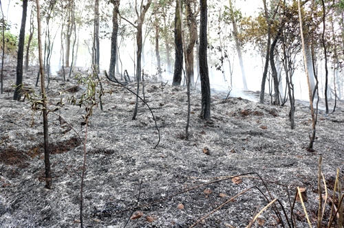 Hải Phòng: Cháy rừng dữ dội