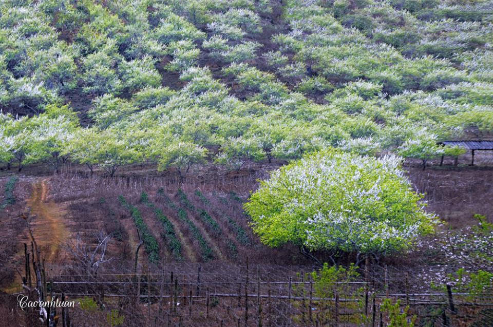 Lên Mộc Châu ngắm thiên đường hoa mận