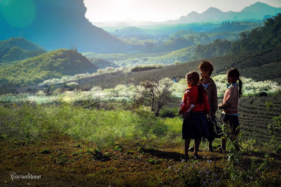 Lên Mộc Châu ngắm thiên đường hoa mận