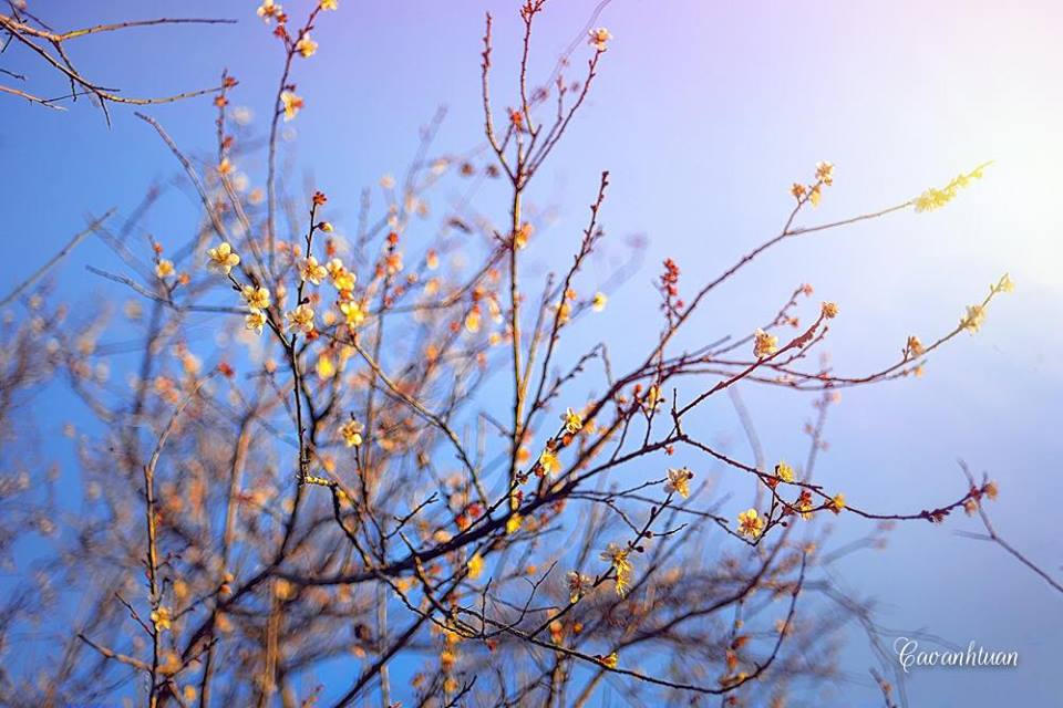 Lên Mộc Châu ngắm thiên đường hoa mận