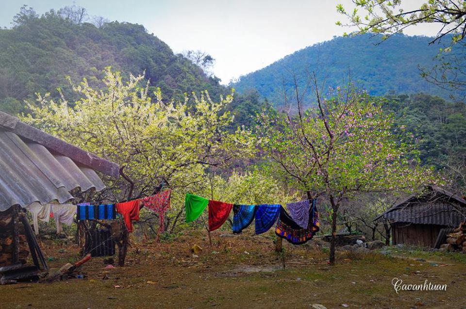 Lên Mộc Châu ngắm thiên đường hoa mận