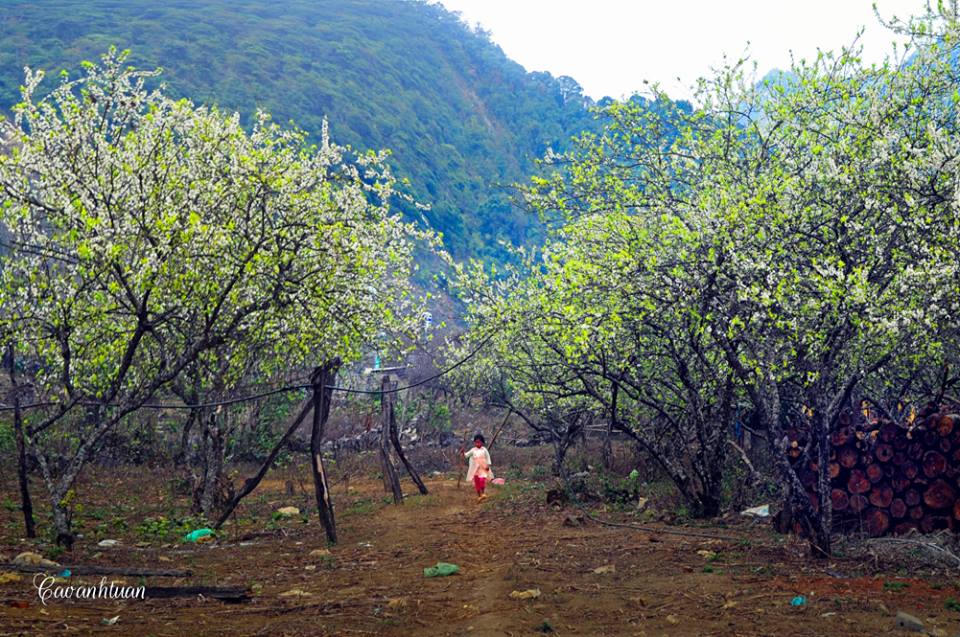 Lên Mộc Châu ngắm thiên đường hoa mận