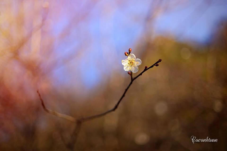 Lên Mộc Châu ngắm thiên đường hoa mận