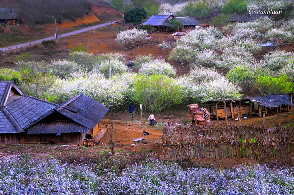 Lên Mộc Châu ngắm thiên đường hoa mận