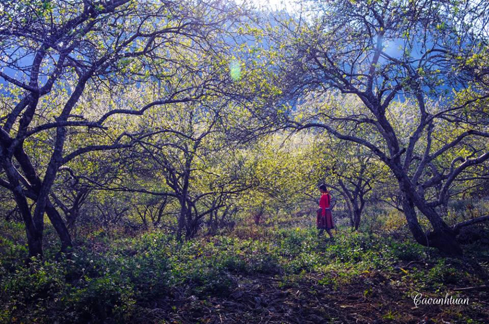 Lên Mộc Châu ngắm thiên đường hoa mận