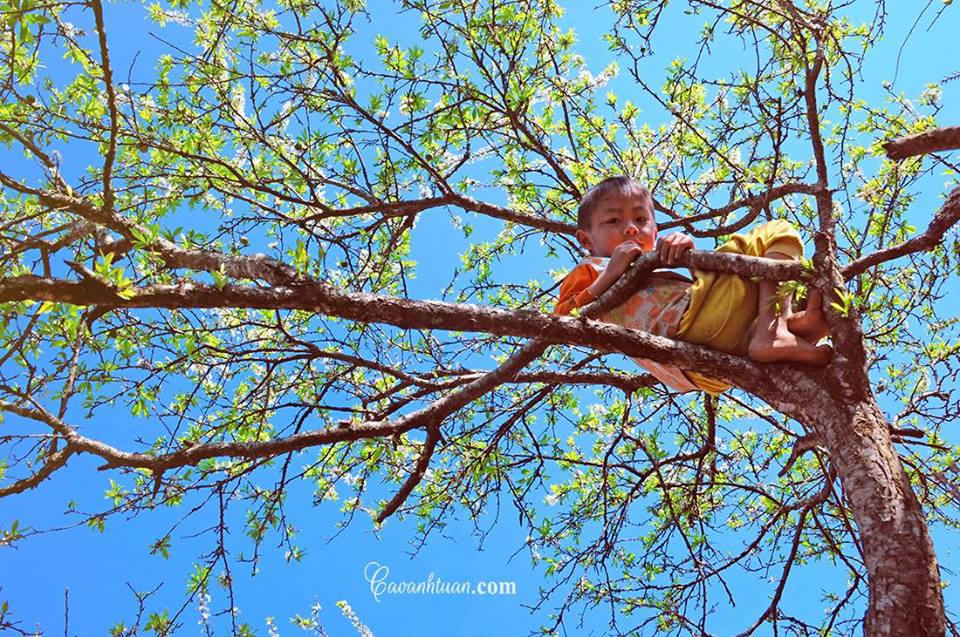 Lên Mộc Châu ngắm thiên đường hoa mận