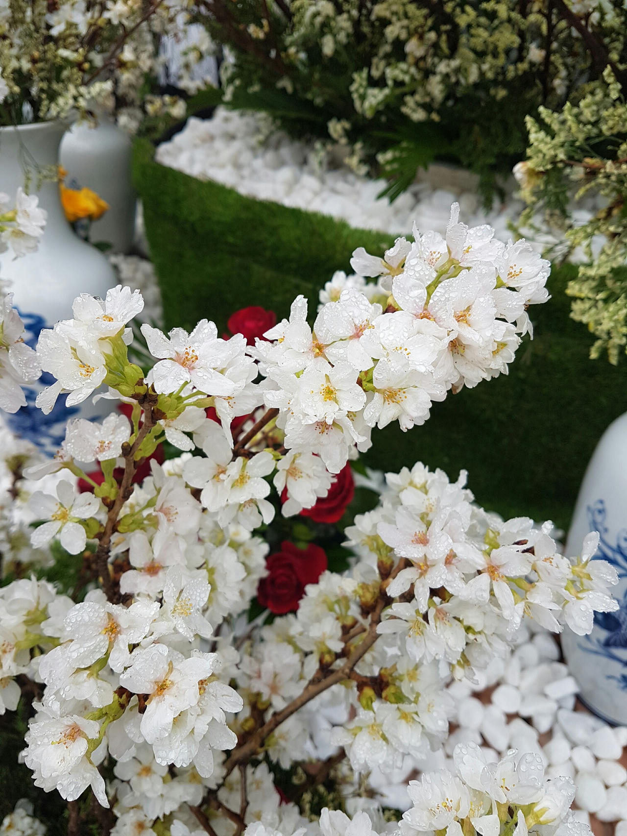 Hà Nội: Người dân thủ đô nô nức với lễ hội hoa anh đào 2017