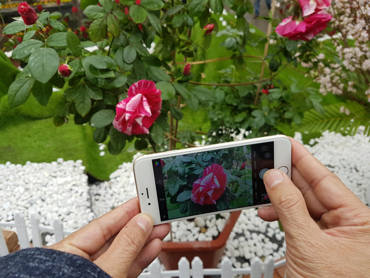 Hà Nội: Người dân thủ đô nô nức với lễ hội hoa anh đào 2017