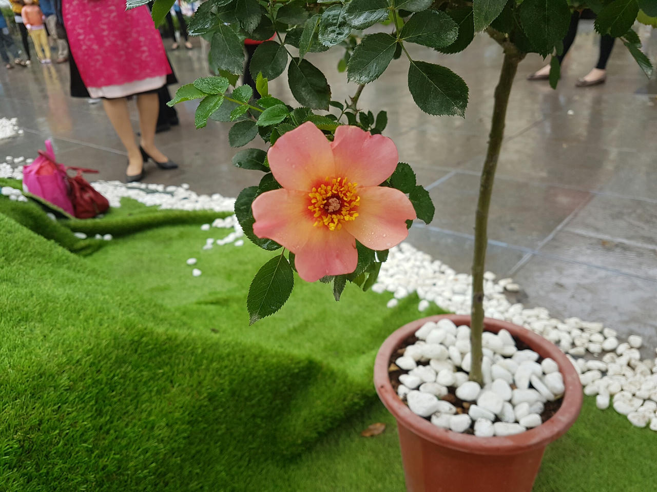 Hà Nội: Người dân thủ đô nô nức với lễ hội hoa anh đào 2017