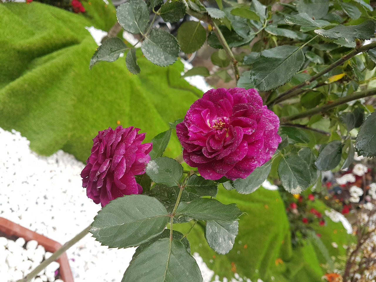 Hà Nội: Người dân thủ đô nô nức với lễ hội hoa anh đào 2017