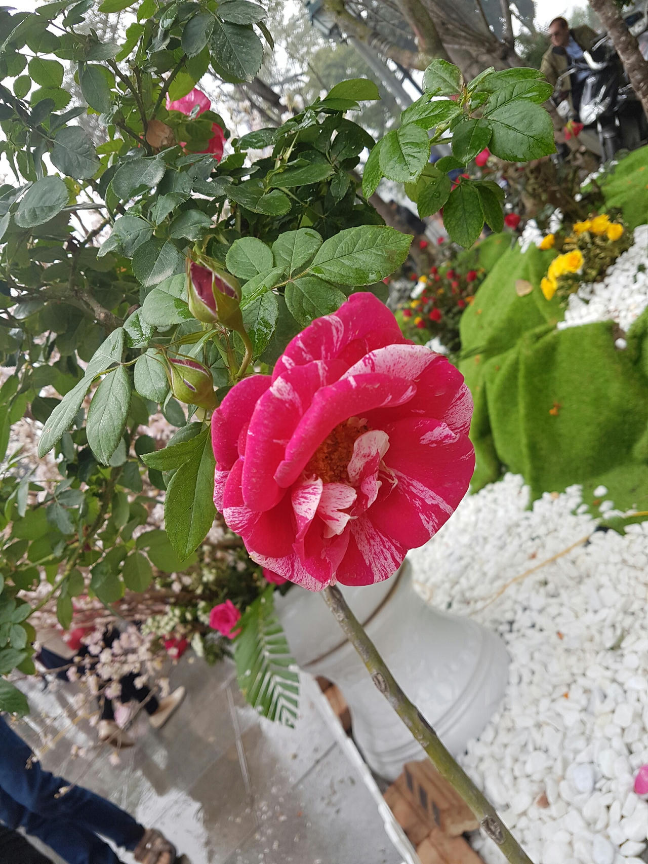 Hà Nội: Người dân thủ đô nô nức với lễ hội hoa anh đào 2017