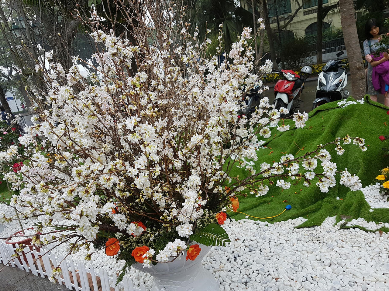 Hà Nội: Người dân thủ đô nô nức với lễ hội hoa anh đào 2017