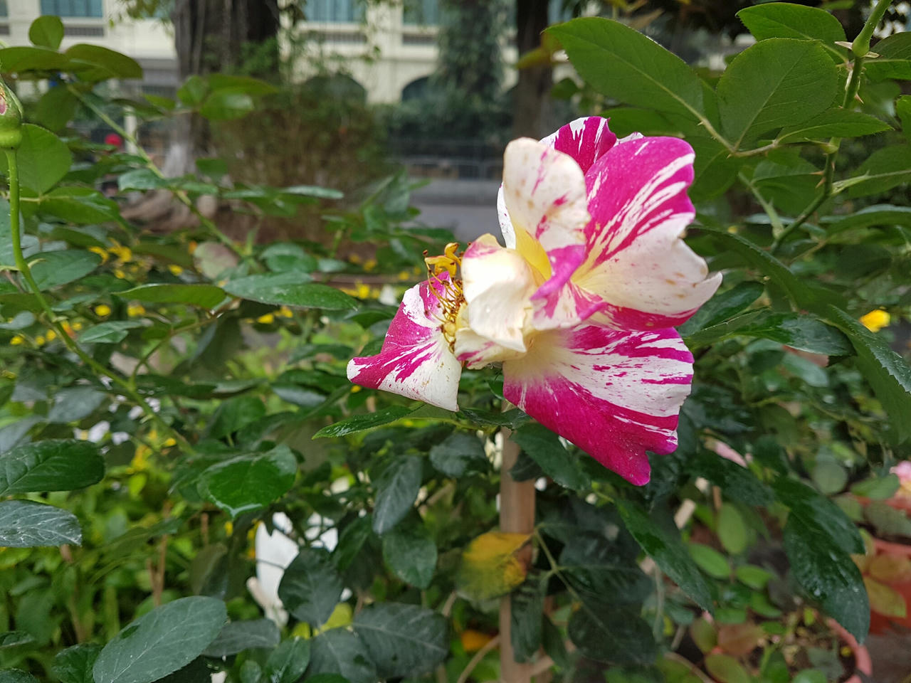 Hà Nội: Người dân thủ đô nô nức với lễ hội hoa anh đào 2017