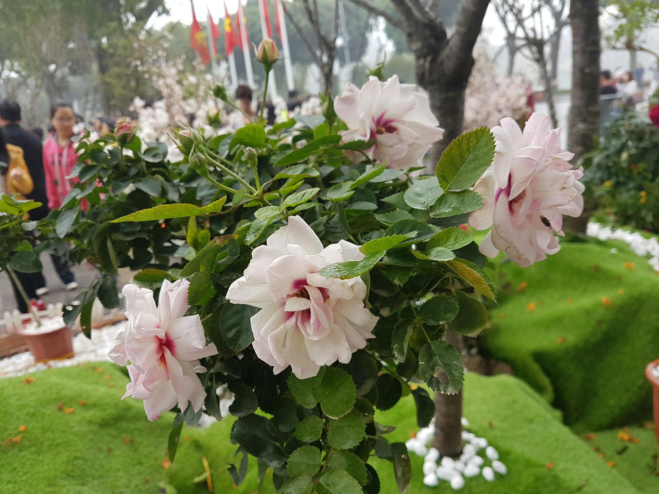 Hà Nội: Người dân thủ đô nô nức với lễ hội hoa anh đào 2017