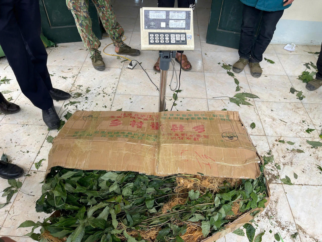 Lai Châu: Bắt nhóm đối tượng vận chuyển sâm lậu từ Trung Quốc vào Việt Nam