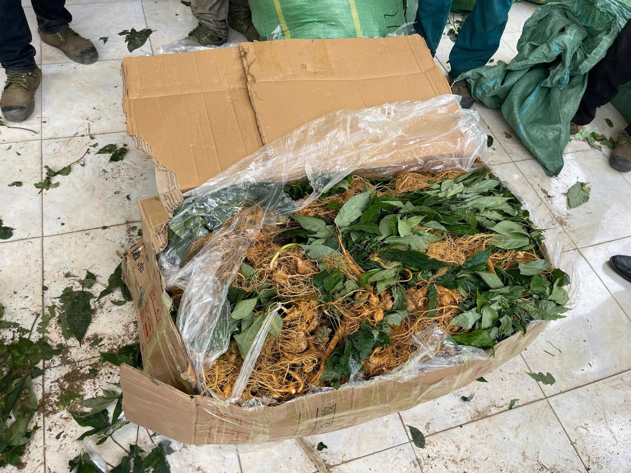 Lai Châu: Bắt nhóm đối tượng vận chuyển sâm lậu từ Trung Quốc vào Việt Nam