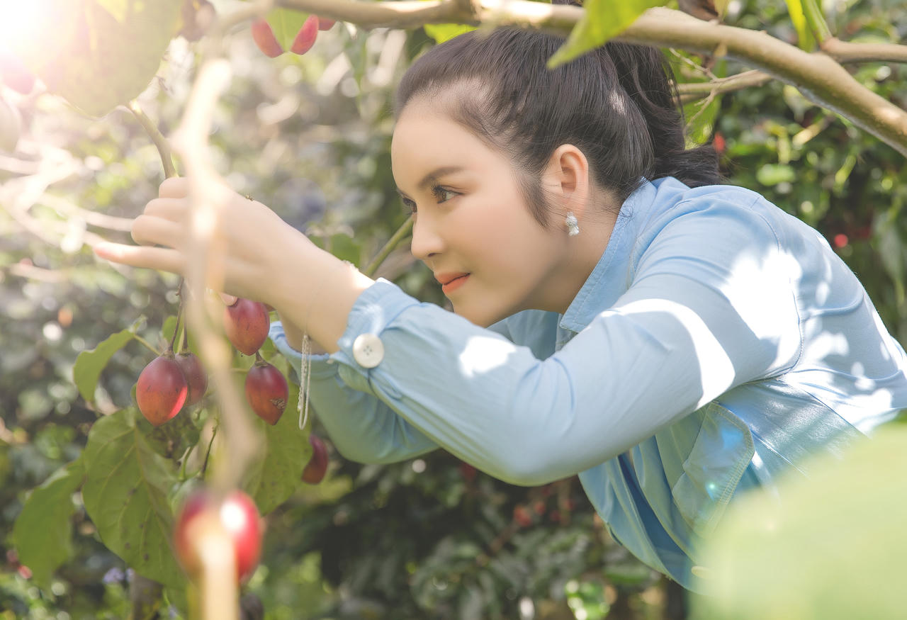 Lý Nhã Kỳ giản dị thu hoạch cà chua 