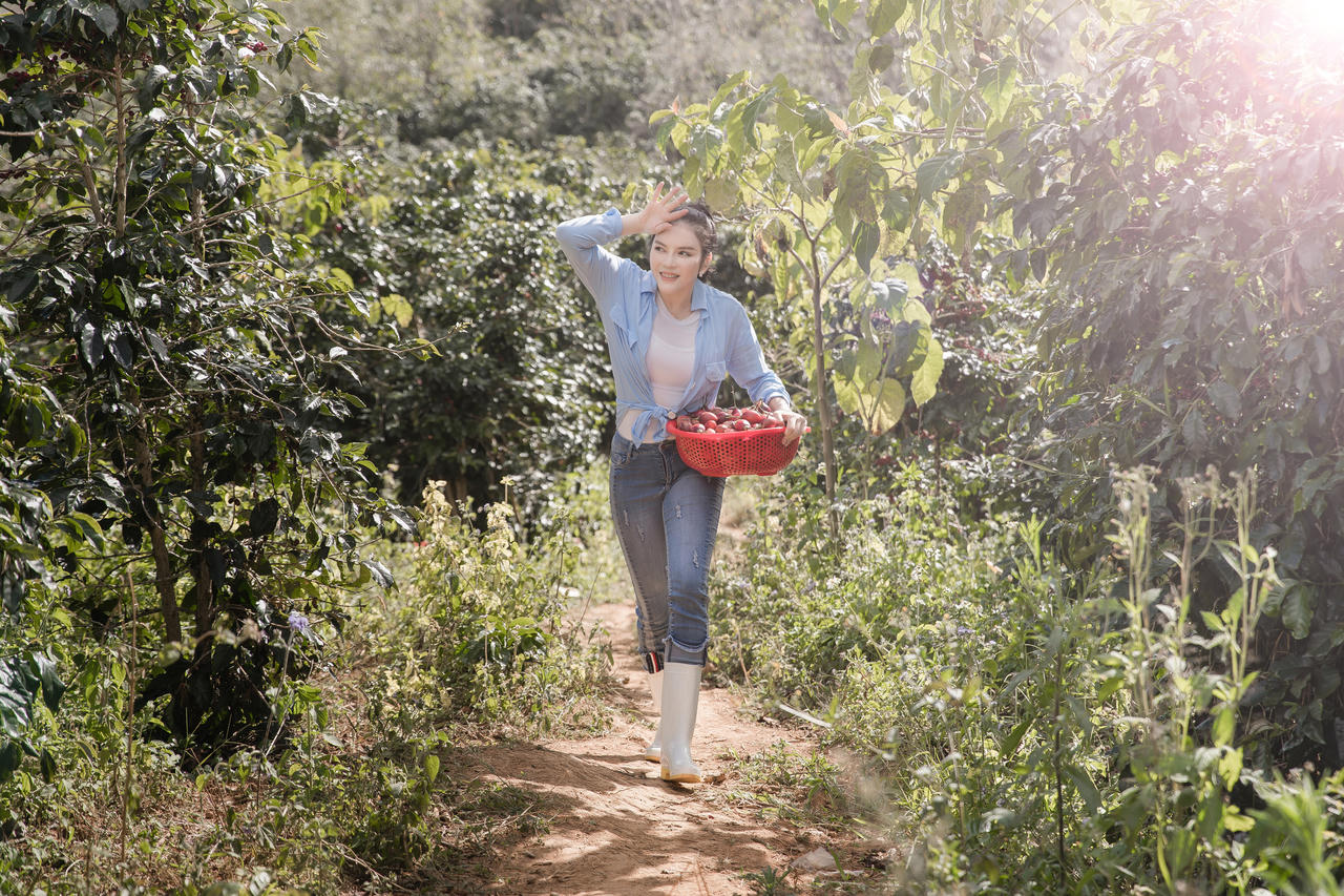 Lý Nhã Kỳ giản dị thu hoạch cà chua 