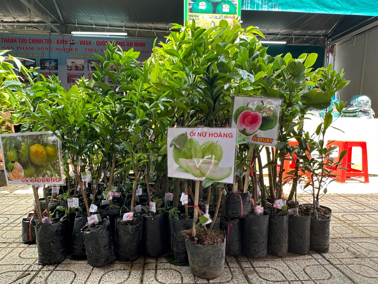 Bến Tre phát triển du lịch thông minh gắn với bảo tồn, phát huy giá trị di sản