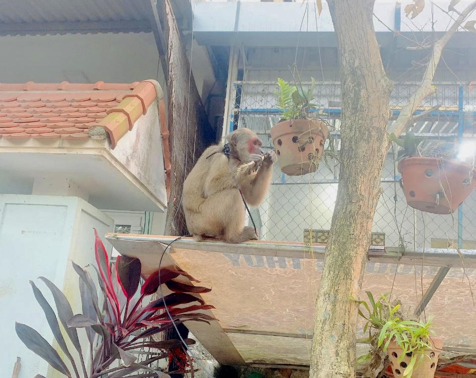 Vận động người dân thả cá thể khỉ quý hiếm về rừng