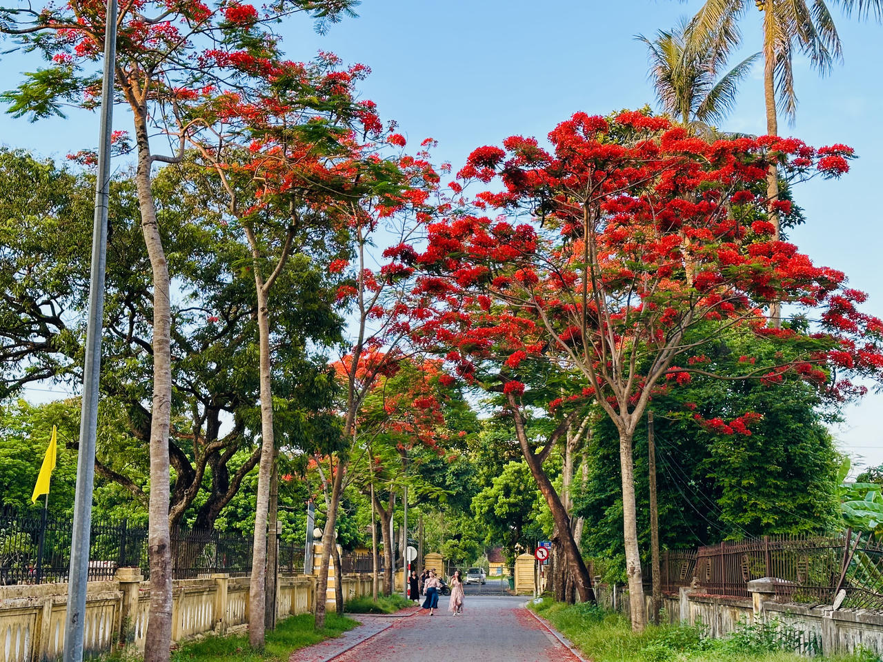 Hè về, phượng hồng khoe sắc khắp trời Cố đô