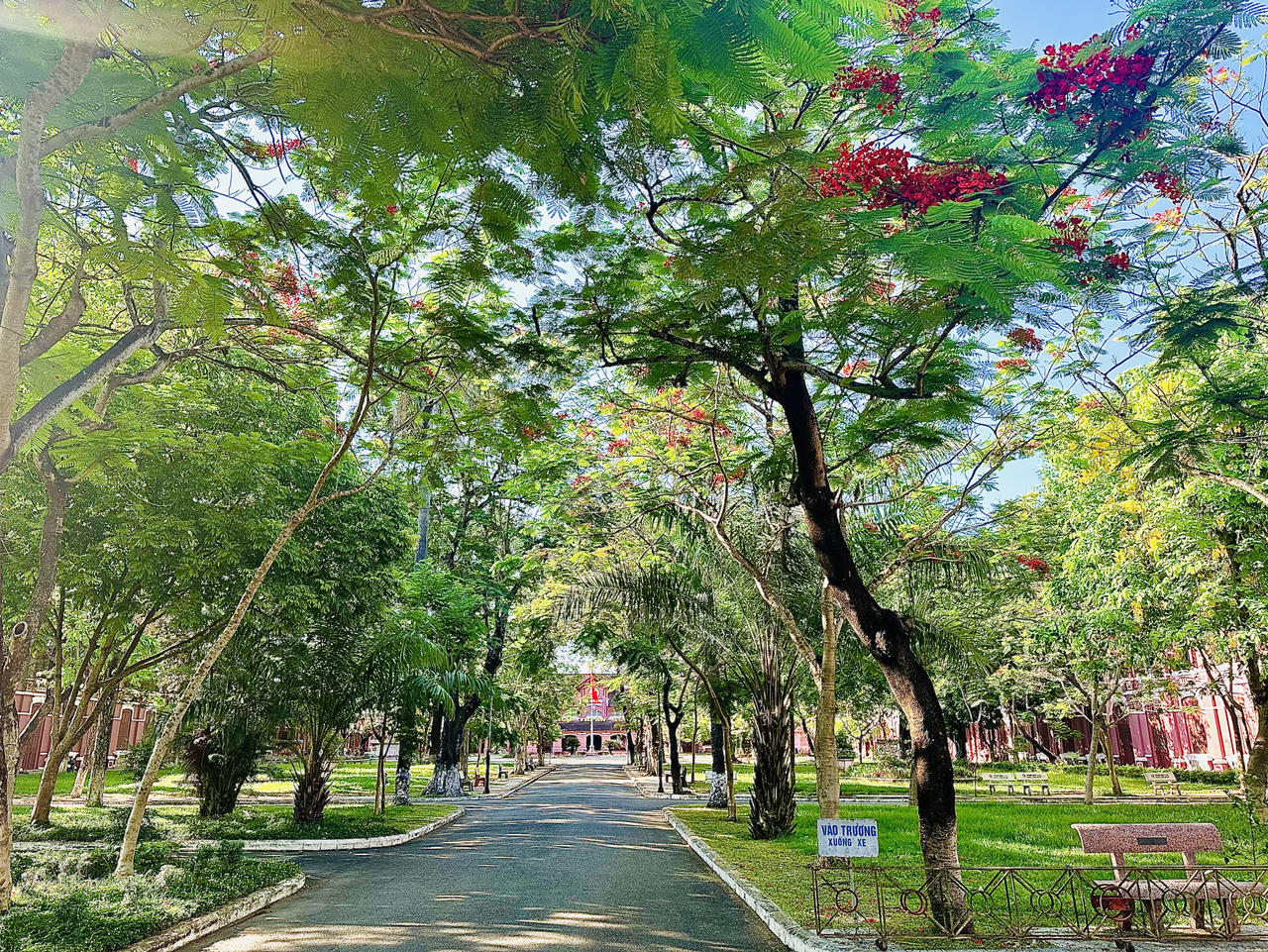 Hè về, phượng hồng khoe sắc khắp trời Cố đô