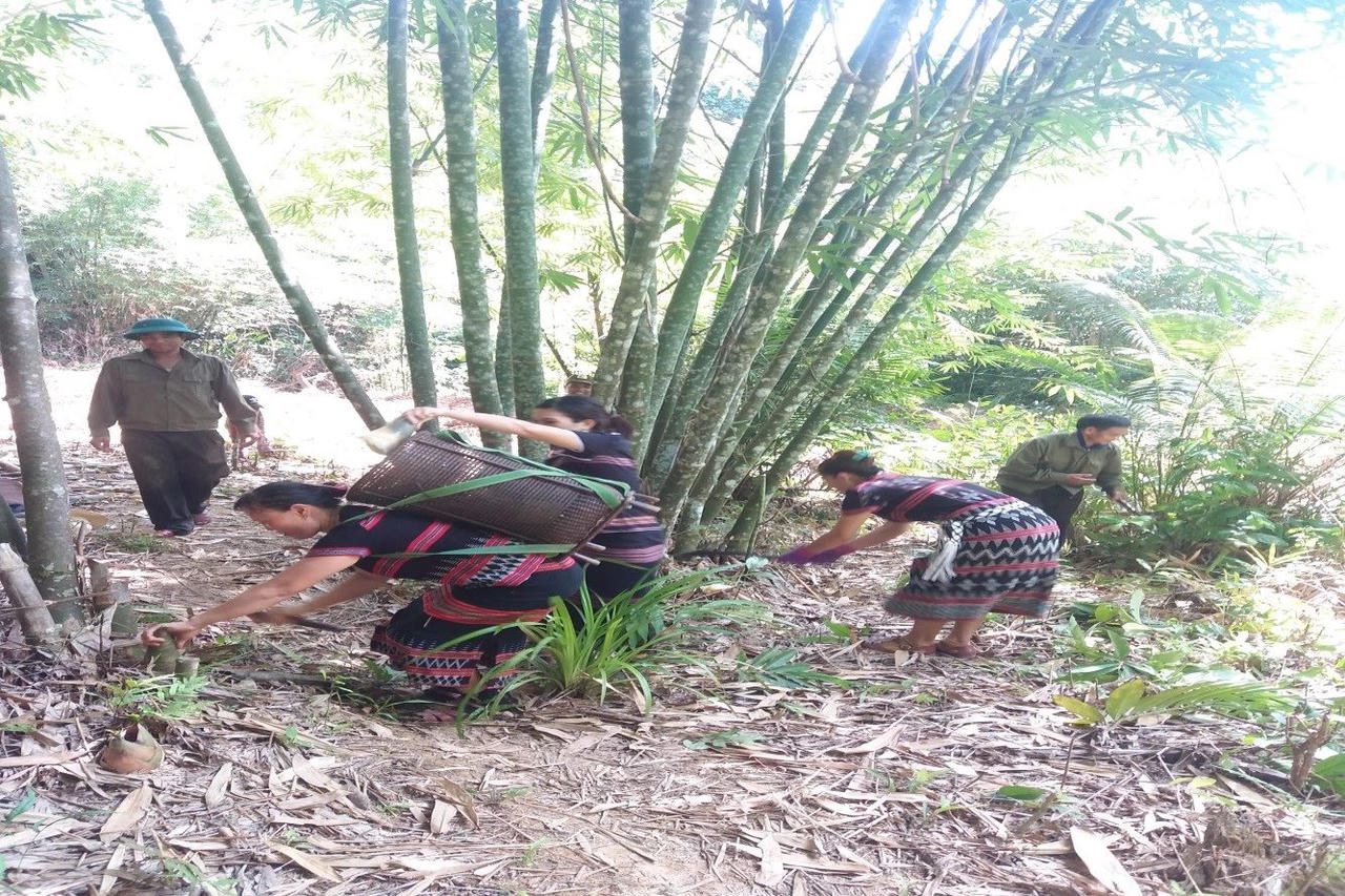 Quỹ Bảo vệ và Phát triển rừng tỉnh Thừa Thiên Huế tích cực góp phần quản lý, bảo vệ và phát triển rừng bền vững