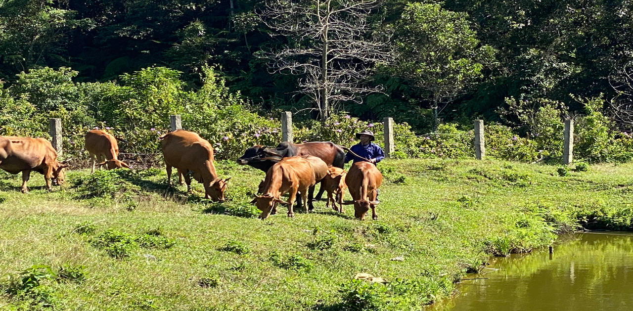 Quỹ Bảo vệ và Phát triển rừng tỉnh Thừa Thiên Huế tích cực góp phần quản lý, bảo vệ và phát triển rừng bền vững