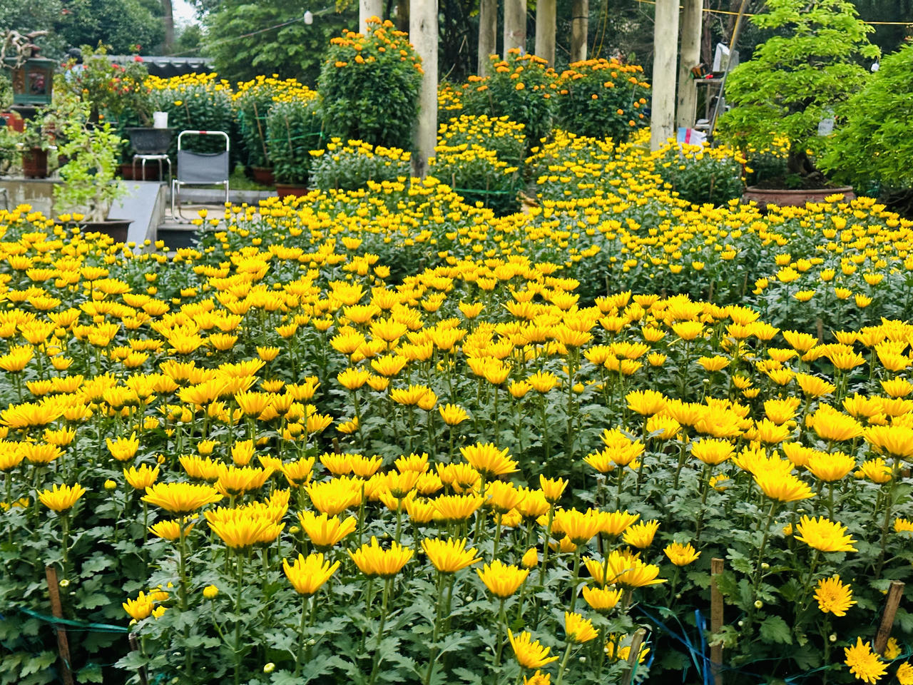 Huế rộn ràng vào xuân