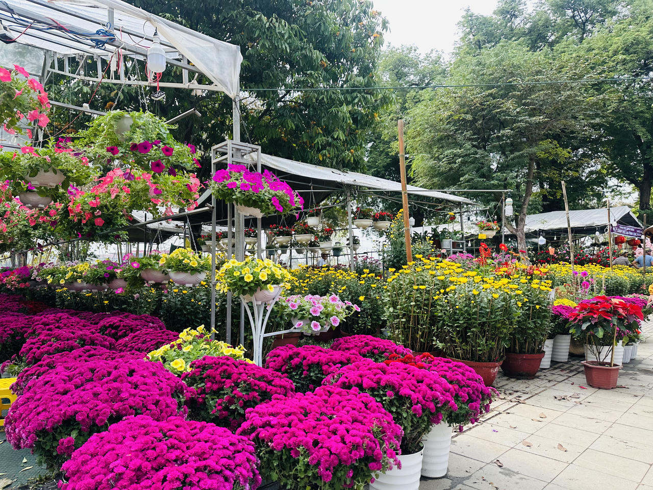 Huế rộn ràng vào xuân