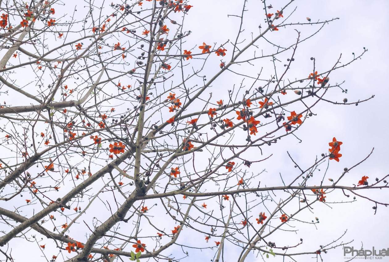 Hoa gạo đỏ rực giữa lòng Cố đô