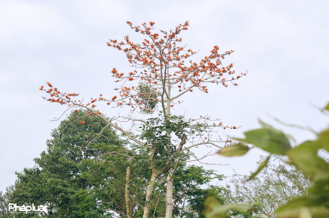 Hoa gạo đỏ rực giữa lòng Cố đô