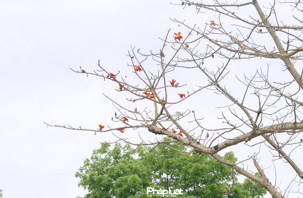 Hoa gạo đỏ rực giữa lòng Cố đô