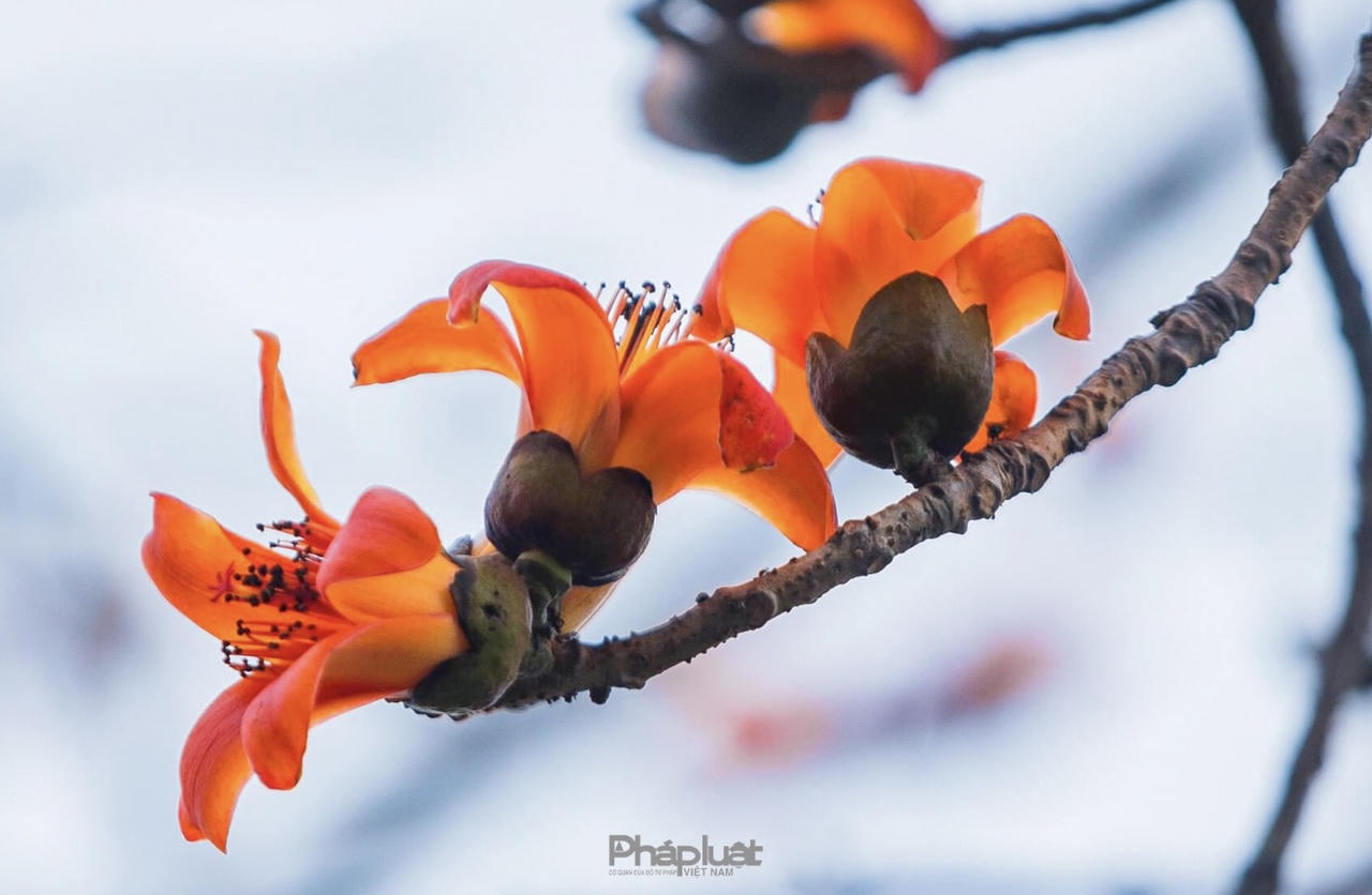 Hoa gạo đỏ rực giữa lòng Cố đô