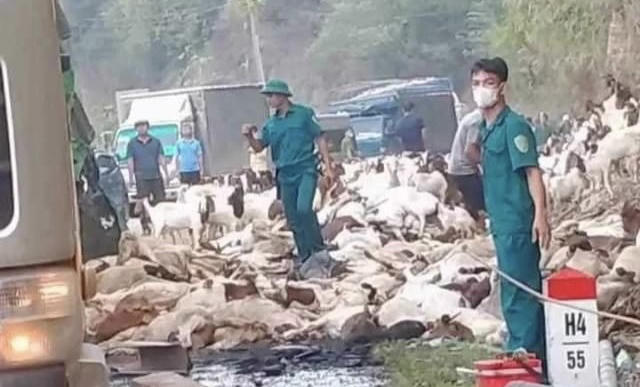 Xe chở dê bị lật ở Quảng Trị, người dân kêu gọi mua 'giải cứu'